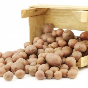 Cherry potatoes (small dutch potatoes) in a wooden crate on a white background