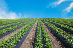 World-Famous-Strawberry-Fields-of-Oxnard near Valley Spuds